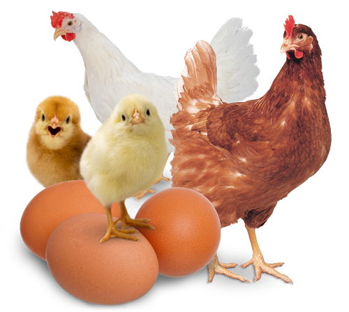 home_puriton_cta-eggs-chicks-pullet